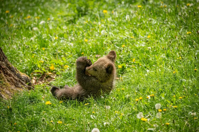 Mayor Bosco: The Black Bear Who Ran City Hall Better Than Most Politicians