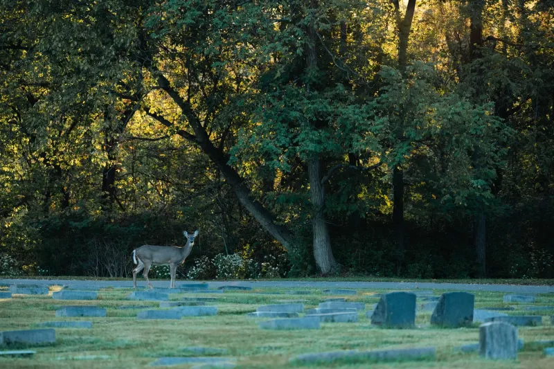 Wrong Place, Right Moment: The Wedding Photographer Who Shot the Last Known Image of a Vanishing Species